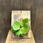 おしゃれ観葉植物：ビカクシダコウモ...