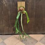 おしゃれ観葉植物：ビカクシダコウモ...