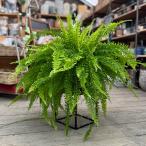 おしゃれ　観葉植物：ネフロレピス