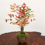 小品盆栽：南天(萬古焼丸鉢）*祝い ギフト gift 誕生日祝 御祝 プレゼントにもbonsai