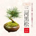 父の日 ギフト 2024ミニ盆栽：三河黒松（瀬戸焼）*鉢植え 祝い ギフト gift 誕生日祝 御祝 プレゼントにもbonsai