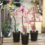 盆栽素材　苗：しだれ梅*花色選べます。　うめ　ウメ