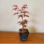  рассада :... клен ( чёрный pot )*teshoujoumomiji