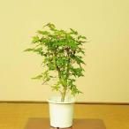  рассада : гора клен ( белый pot )*