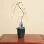 盆栽素材 苗:八重咲しだれ桜* さくら サクラ