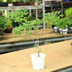  рассада : Fuji Sakura ( озеро сверху. Mai ) 5 номер белый pra pot * Fuji Sakura kojouno мой 