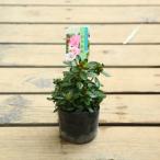 苗：深山霧島つつじ（彩の松坂）