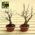 ショッピング梅 苗：選べる梅（紅梅・白梅・八重野梅）5号素焼き鉢*＜2026年早春開花予定＞うめ/ウメ