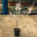  рассада : Fuji Sakura озеро сверху. Mai большой *kojouno мой /.. Sakura / Fuji Sakura 