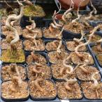  рассада : клен ( искривление * futoshi )* клён / клен 