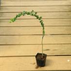  рассада : очки yanagi* очки . очки ...ma дребезжание mayanagi