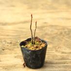  рассада : рябина смешанная *(.. серп кама .)