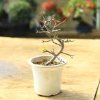  рассада : глубокий гора Kaido ( искривление )* pra горшок Miyama kai dou... Kaido 