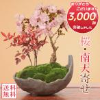 桜盆栽：桜・南天寄せ植え(くらま鉢)* (2023年春開花予定) さくら お花見 誕生日 祝 旭山桜 ギフト gift プレゼントにもbonsai