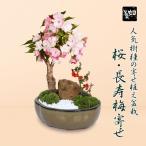 父の日ギフト2025にも 盆栽:桜・長寿梅寄せ植え*(2025年開花終了) (モッコ桑染色陶器鉢) 石 苔 寒水付き鉢植えさくら誕生日祝 gift bonsai