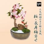 盆栽：桜・長寿梅寄せ植え(2024年開