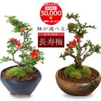 ܂Ԃɍ ̓Mtg2024ɂ ~j~́F~*(ˏĎOʔ) FIׂ A  j Mtg gift aj j bonsai