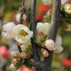  садовое дерево : дерево .( Kanto диафрагмирования )*