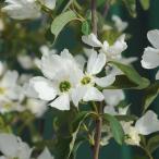 庭木：利休梅（リキュウバイ）*　樹高：約160ｃｍ　全高：約170ｃｍ　佐川急便大型商品発送