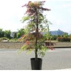 庭木：紅白しだれもみじ　全高：約120ｃｍ *佐川急便発送