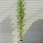 庭木：ホテイチク（布袋竹）*　（ポット植え）　樹高：120ｃｍ　全高：150ｃｍ　佐川急便（大型商品）発送　七夕飾り　釣り竿