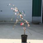 ショッピング桃 庭木：源平しだれ桃*（げんぺいしだれもも）