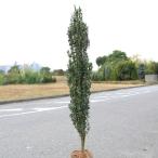  садовое дерево : Sky авторучка порог двери * высота дерева примерно 90cm полная высота : примерно 100cm