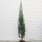庭木：コニファー(ブルーエンジェル）*　樹高：約120ｃｍ　全高：約140ｃｍ　ヤマト便（大型商品）発送