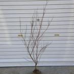  садовое дерево : розовый yukiyanagi*( Fuji no Pinky ) большой высота дерева : примерно 70cm