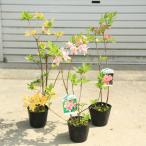  садовое дерево : запах азалия (. когда ..)* разнообразные выберите пожалуйста китайский астрагал азалия. компания 