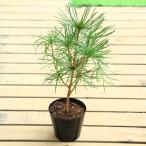 庭木苗：高野槙（こうやまき）コウヤマキ（中）ポット