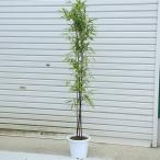 庭木：黒竹（くろちく）*　樹高：100ｃｍ　全高120ｃｍ　佐川急便発送