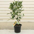 ���  �ʎ��c�F�L���J���i��Ȃ������j�Ղ��܂�* ���񂩂� �v�`�}�� �ږؕc ���n ���k ���� ���A��