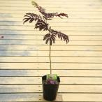 鉢植えにもしやすいサイズ  庭木：ネムノキ・サマーチョコレート　小（ポット）の写真