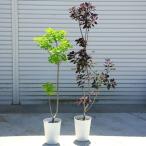 庭木：スモークツリー ロイヤルパープルorゴールデンスピリット　*ヤマト便大型商品発送