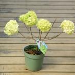 庭木・植木：四季咲きオオデマリ（ビバーナム・ステリーレ）