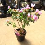 庭木・植木：琉球つつじ（リュウキュウツツジ）* “藤万葉（ふじまんよう）”　樹高30ｃｍ　幅20ｃｍ