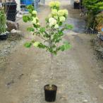 庭木・植木苗：ビバーナム　オオデマリ（白花）　単木　ポット　樹高80ｃｍ　*５月初旬までお花楽しめます。