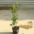 ショッピングツリー 庭木・植木・シンボルツリー：クロソヨゴ（くろそよご）黒ソヨゴ　樹高40ｃｍ