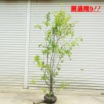 庭木　植木：ジューンベリー（アメリカザイフリボク）　現品をお選びください。　樹高150ｃｍ　全高170ｃｍ*　佐川急便