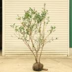 特選庭木・果樹 苗木:ブルーベリー(ノーザンハイブッシュ系)ランコーカス 特大株! *樹高130cm 幅60cm  佐川急便 限定数限り