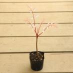  садовое дерево рассада * редкий товар : коричневый n подбородок фламинго (sen Dan )* персик цвет. новый лист . прекрасный 