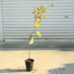 庭木・植木・果樹：ぶどう　苗（シャインマスカット）*樹高80ｃｍ　PVP