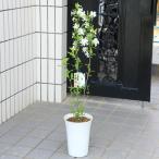 庭木・植木・鉢植え: 利休梅(りきゅうばい)リキュウバイ 全高100cm 硬質プラ鉢植え*そのまま置いて清楚なお花を楽しんで下さい