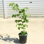 庭木・植木:アメリカハナズオウ(フローティングクラウド)はなずおう ハート型の葉
