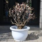 特選庭木・植木：梅の木八重咲き玉造...