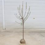  садовое дерево * растение :... слива ( гора Sakura персик слива )*yuslaume большой АО белый цветок красный реальный высота дерева : примерно 120cm Sagawa Express отправка 