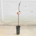 庭木苗：サクランボ*桜桃5寸ロング...