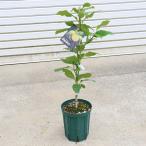 庭木　植木　果樹　苗木：ベルガモ