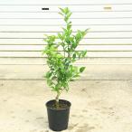 植木・庭木・苗木:シークワーサー*(シークヮーサー)/平実檸檬 苗 敬老の日 母の日 父の日 プレゼント 6月 小さな実がついています。